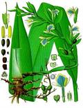 green cardamom